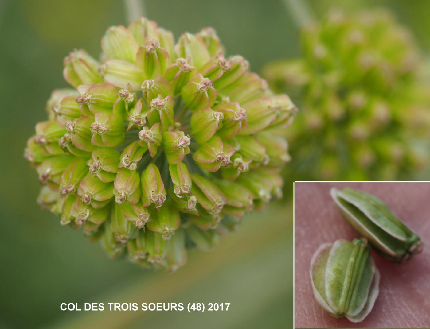 Angelica, Wild fruit